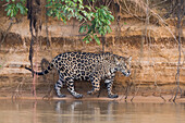 Brasilien, Das Pantanal, Rio Cuiaba, Jaguar, Panthera onca. Ein Jaguar spaziert am Flussufer entlang auf der Suche nach Beute.