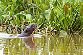 Brasilien, Das Pantanal, Riesenotter, Pteronura brasiliensis. Ein Riesenotter schwimmt in der Wasserhyazinthe.