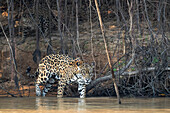 Brasilien, Das Pantanal, Rio Cuiaba, Jaguar, Panthera onca. Ein weiblicher Jaguar und sein Junges befinden sich am Fluss zwischen den Weinreben.