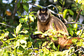 Brasilien, Pantanal, Braunes Kapuzineräffchen, Cebus apella. Braunes Kapuzineräffchen beim Fressen von Früchten in einem Baum.