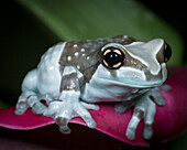 Blue milk frog, Mission golden-eye tree frog, Amazon milk frog, Trachycephalus resinifictrix, controlled conditions
