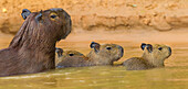 Brazil. Capybaras (Hydrochoerus hydrochaeris) are rodents commonly found in the Pantanal, the world's largest tropical wetland area, UNESCO World Heritage Site.