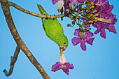 Brasilien. Ein Gelbwangensittich (Brotogeris chiriri) erntet die Blüten eines rosa Trompetenbaums (Tabebuia impetiginosa) im Pantanal, dem größten tropischen Feuchtgebiet der Welt, UNESCO-Welterbe.