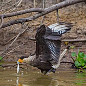 Brasilien. Der Schopfkarakara (Caracara plancus) ist ein mit den Falken verwandter Greifvogel, hier beim Fischen am Rande eines Flusses im Pantanal, dem größten tropischen Feuchtgebiet der Welt, das zum UNESCO-Welterbe gehört.