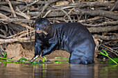 Brazil. Giant river otter (Pteronura brasiliensis) is found in slow-moving rivers of the Pantanal, the world's largest tropical wetland area, UNESCO World Heritage Site.