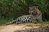 Brasilien. Ein Jaguar (Panthera onca), ein Spitzenraubtier, ruht am Ufer eines Flusses im Pantanal, dem größten tropischen Feuchtgebiet der Welt, UNESCO-Welterbestätte.