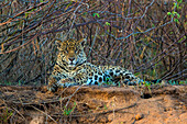 Brazil. A jaguar (Panthera onca), an apex predator, rests along the banks of a river in the Pantanal, the world's largest tropical wetland area, UNESCO World Heritage Site.