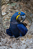 Brasilien. Hyazinth-Ara (Anodorhynchus hyacinthinus), eine gefährdete Papageienart, im Pantanal, dem größten tropischen Feuchtgebiet der Welt, UNESCO-Weltnaturerbe.