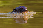 Brazil. Giant river otter (Pteronura brasiliensis) is found in slow-moving rivers of the Pantanal, the world's largest tropical wetland area, UNESCO World Heritage Site.