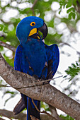 Brasilien. Hyazinth-Ara (Anodorhynchus hyacinthinus), eine gefährdete Papageienart, im Pantanal, dem größten tropischen Feuchtgebiet der Welt, UNESCO-Welterbestätte.