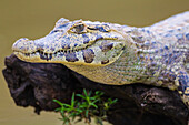 Brasilien. Ein Brillenkaiman (Caiman crocodilus), der häufig im Pantanal, dem größten tropischen Feuchtgebiet der Welt, anzutreffen ist, UNESCO-Welterbestätte.