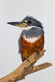 Brazil. A male Amazon kingfisher (Chloroceryle amazona) commonly found in the Pantanal, the world's largest tropical wetland area, UNESCO World Heritage Site.