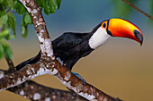 Brasilien. Der Toco-Tukan (Ramphastos toco albogularis) ist ein Vogel mit einem großen, farbenfrohen Schnabel, der häufig im Pantanal, dem größten tropischen Feuchtgebiet der Welt und UNESCO-Welterbe, vorkommt.