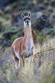 Chile, Aysen, Chacabuco-Tal. Guanako (Lama guanicoe) im Patagonien-Park.