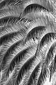 Black and White Pattern in branches of palm tree, Quito, Ecuador