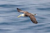 Waved albatross flying, Espanola Island, Galapagos Islands, Ecuador.