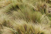 Paramo-Gras, Ökologisches Reservat Antisana, Ecuador.