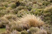 Schlangengras, Ökologisches Reservat Antisana, Ecuador.