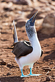 Ecuador, Galapagos Islands, North Seymour Island, blue-footed booby, (Sula nebouxii excisa). Blue-footed booby displaying.