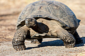 Ecuador, Galapagos Islands, Isabela, Urvina Bay, Galapagos giant tortoise, (Geochelone vandenburgi). Galapagos giant tortoise walking.