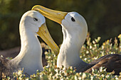 Ecuador, Galapagos Islands, Espanola Island. Waved albatrosses courting.