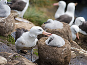 Black-browed Albatross (Thalassarche melanophrys) or Mollymawk, adult bird and chick on tower shaped nest. Falkland Islands