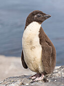 Küken des Felsenpinguins (Eudyptes chrysocome). Falklandinseln