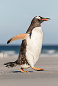 Eselspinguin (Pygoscelis Papua) Falklandinseln. Abends auf dem Weg zur Kolonie, um die Küken zu füttern.