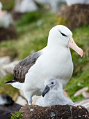 Erwachsene und Küken auf einem turmförmigen Nest. Schwarzbrauenalbatros, Falklandinseln.