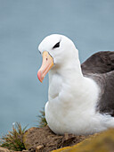 Black-browed albatross, Falkland Islands.