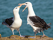 Black-browed albatross, typical courtship and greeting behavior, Falkland Islands.