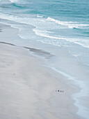 Magellanpinguin-Gruppe am leeren Strand, Falklandinseln.