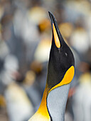 King Penguin, Falkland Islands.