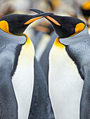 King Penguin, Falkland Islands.