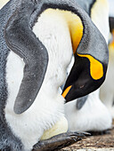 Egg being incubated by adult King Penguin while balancing on feet, Falkland Islands.