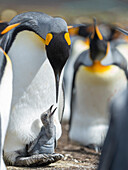 King Penguin chick begging for food while resting on the feet of a parent, Falkland Islands.