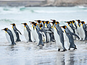 Königspinguin, Falklandinseln.