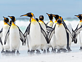 King Penguin, Falkland Islands.