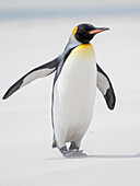 King Penguin, Falkland Islands.