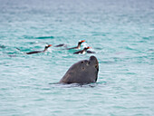 Young southern sea lion bull hunting for Gentoo penguins. The hunt happens on the beach not in water, Falkland Islands.