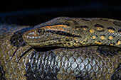 Anakonda (Eunectes murinus), Zoo von Georgetown, Guyana. in Gefangenschaft