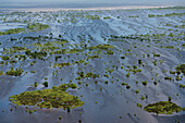 Wetland Shell Beach, North Guyana