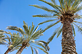 Palm tree. Cabo San Lucas, Mexico.