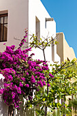Mexiko, Baja California Sur, Loreto. Farbenprächtige Bougainvillea auf einem Gebäude vor strahlend blauem Himmel