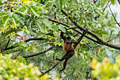 Mittelamerika, Costa Rica, Arenal. Klammeraffe im Baum
