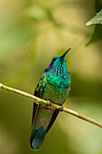 Mittelamerika, Costa Rica, Biologisches Reservat des Nebelwaldes von Monteverde. Grüner Violetear-Kolibri auf einem Ast