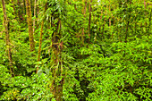 Mittelamerika, Costa Rica, Arenal. Regenwald Laub
