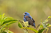 Costa Rica, La Paz River Valley, La Paz Waterfall Garden. Captive blue grosbeak on limb