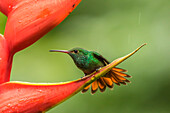 Costa Rica, Sarapiqui-Fluss-Tal. Rotschwanzkolibri auf einer Helikonienpflanze