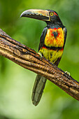 Costa Rica, La Selva Biological Research Station. Collared aricari on limb